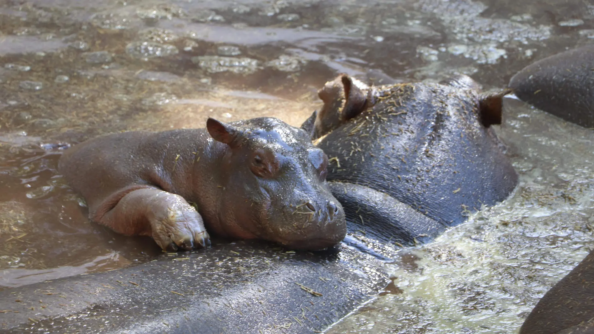 Centro zoologico hipopotamo  bebe_Kimberly Ortega (19)